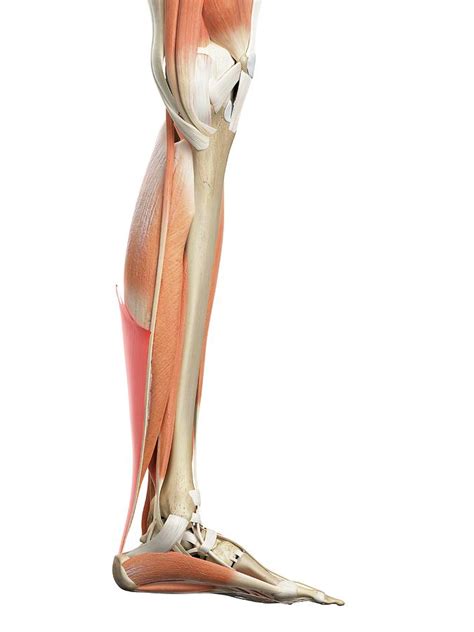 Leg Tendon Photograph By Sebastian Kaulitzkiscience Photo Library