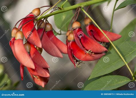 Flowers of coral tree stock image. Image of detail, cristagalli - 38858873