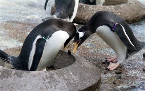 Pictures: Penguins pick pebbles to impress potential mates