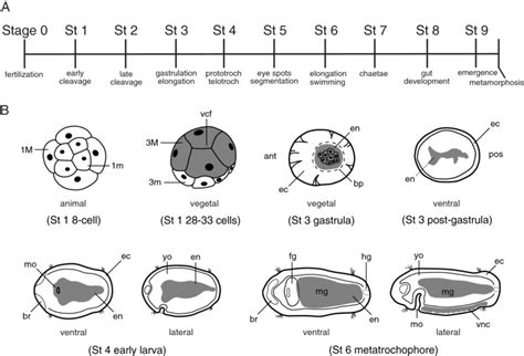 Schematics of embryonic and larval development in Capitella teleta. (A ... 