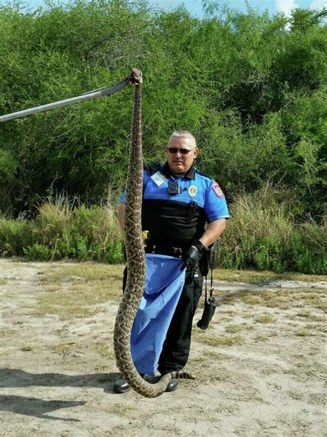 Huge Rattlesnake Spotted By South Texas Bird Watching Group Caught On