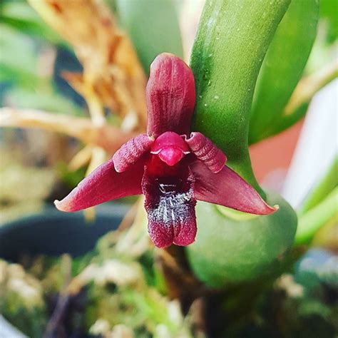 Maxillaria Variabilis Black Berry