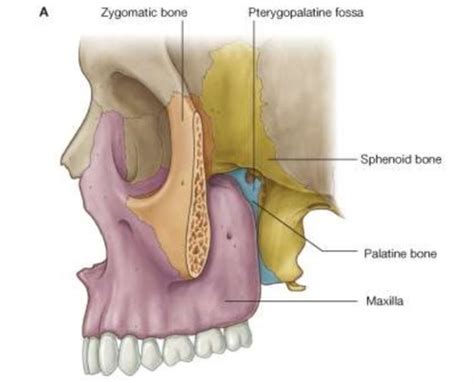 Head And Neck Cn V And Fossa Of Skull Infratemporal Fossa And The