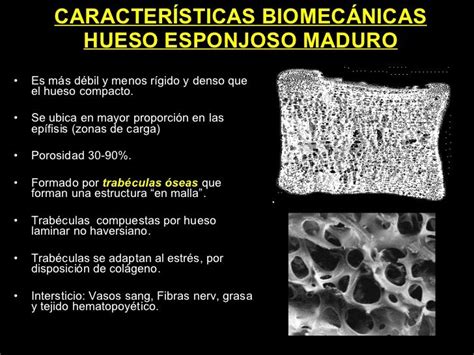 Caracter Sticas Biomec Nicas Hueso Esponjoso Maduro Es M S D Bil Y