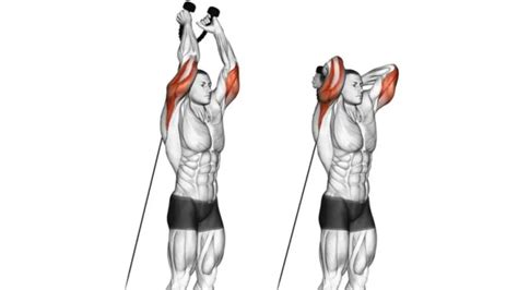 10 Best Long Head Tricep Exercises for Athletic Arms