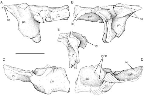 Mapusaurus Roseae N Gen N Sp Right Postorbital Palpebral Download Scientific Diagram