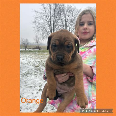 Rottweiler Mix | Dogs & Puppies for Rehoming | Ottawa | Kijiji