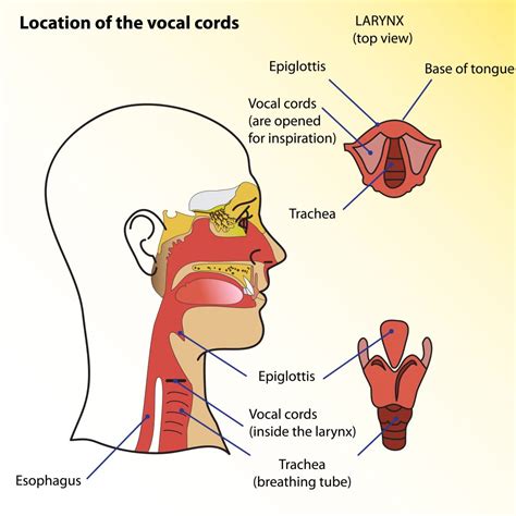 How To Protect Vocal Cords - Apartmentairline8