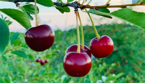 Cherry Picking Is An Enjoyable & Beneficial Activity - Hobby Farms