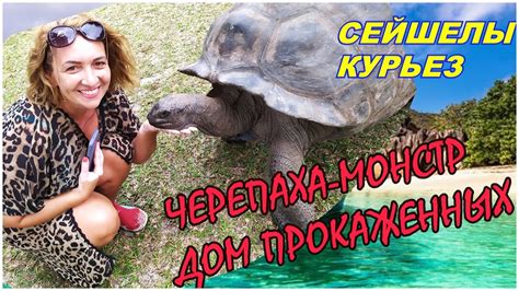 🔴Сейшелы за 60€🔴Плывем самостоятельно на остров Курьез и Сен-Пьер🔴 ...