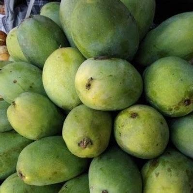 Mangga Harum Manis | Gasspol Banten