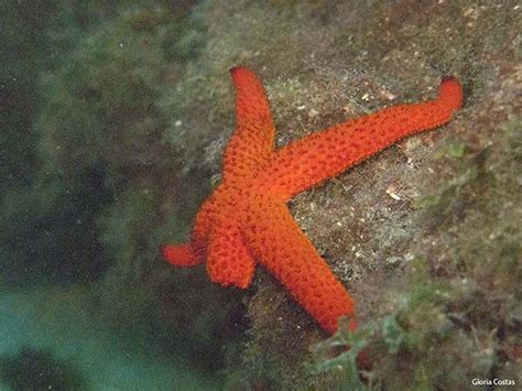 Estrella Espinosa Roja Echinaster Sepositus Estrellas Estrella De