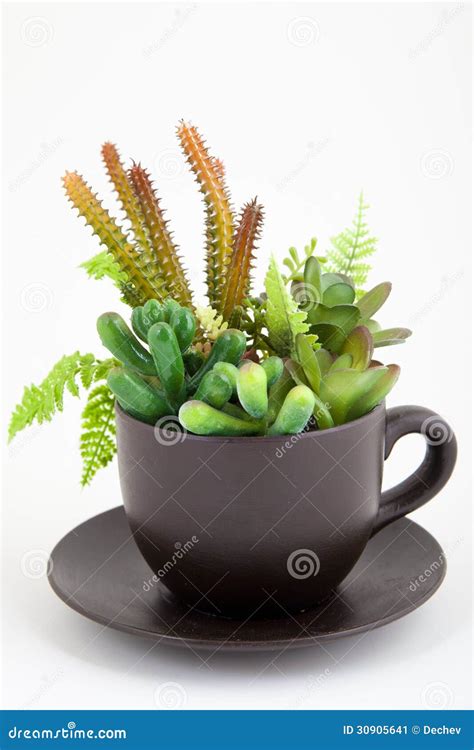 Plants In A Cup Stock Image Image Of Bulb Closeup Spring 30905641