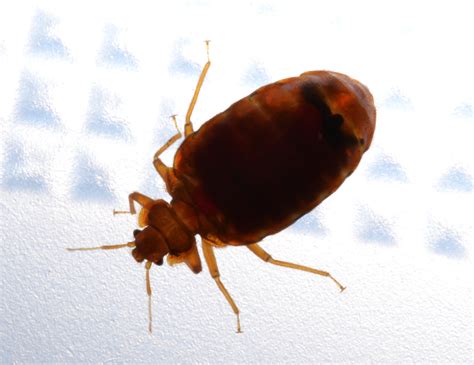 Bed Bug Information Bed Bugs In Calgary Calgary Pest Control