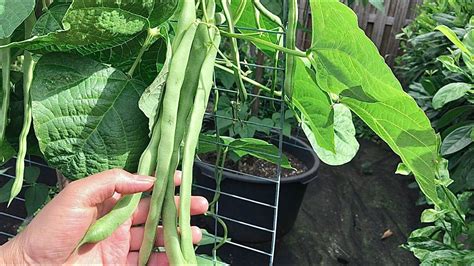 Green Bean Plant How To Grow Beans Growing Beans In Containers In 2020 Growing Runner