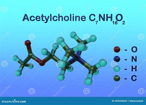 Structural Chemical Formula And Molecular Model Of Acetylcholine Stock