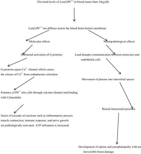 Pathological Process Of Accumulated Lead Pb In Tissues And Its