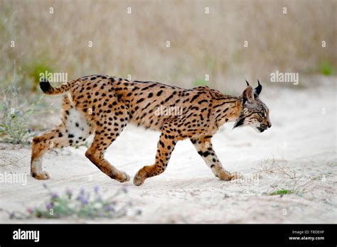 Spanish lynx, Iberian lynx (Lynx pardinus), male, Spain, Donana ...