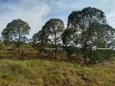 Acres Musang King Durian Farm Land Simpang Pertang Jelebu Simpang