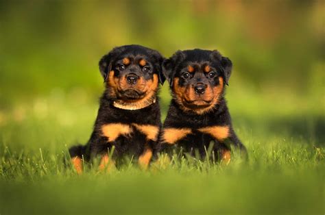 Rottweiler Breeders In California: 5+ Trustworthy Choices