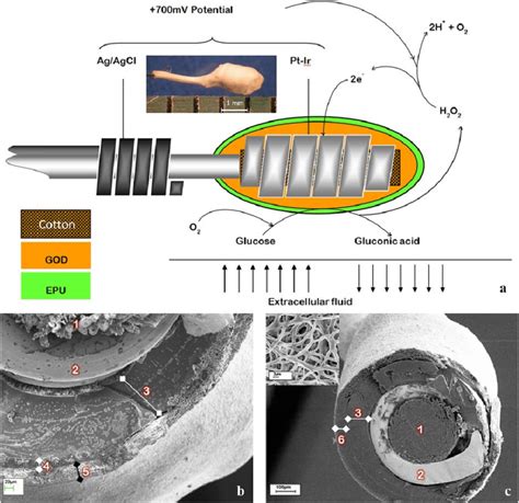 The design of the amperometric sensor used in this study. (a) A... | Download Scientific Diagram