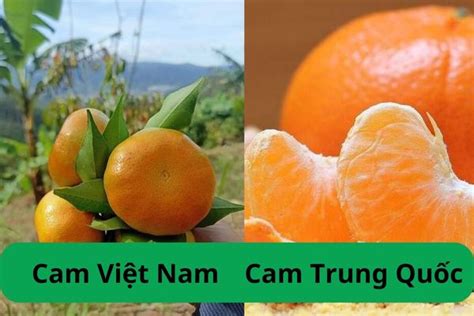 Cam Canh là cam gì? Phân biệt cam Canh Trung Quốc và Việt Nam - Foodmap