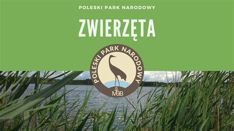 Poleski Park Narodowy Poleski Park Narodowy Zwierzęta