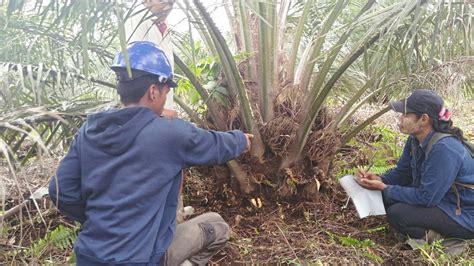 Cara Menanam Sawit Yang Baik Dan Benar