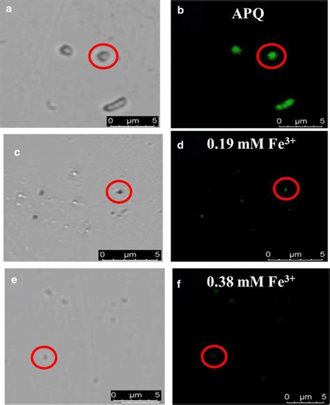 Bright Field A C E And Fluorescence B D F Confocal Images Of