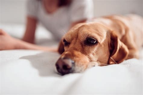 Perro Acostado En La Cama Foto Premium