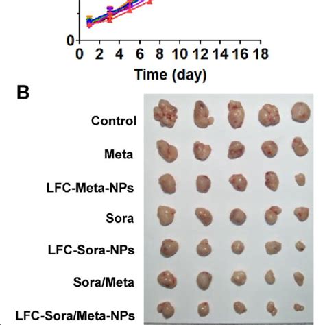 Evaluation Of In Vivo Anti Tumor Efficacy In The Xenograft Nude Mouse
