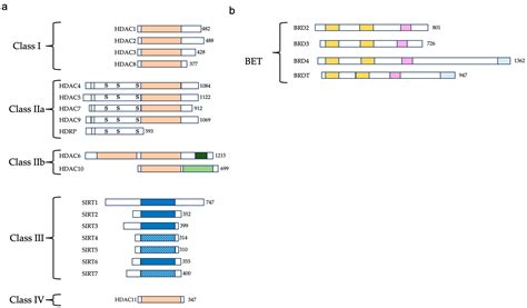 Ijms Free Full Text Targeting Epigenetic Regulators With Hdac And