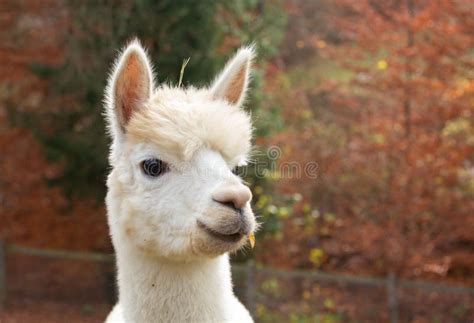 Portrait Of A Cute White Alpaca Stock Photo Image Of Alpaca Young