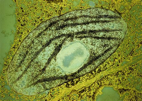 Tem Of A Chloroplast From A Pea Plant By Science Photo Library