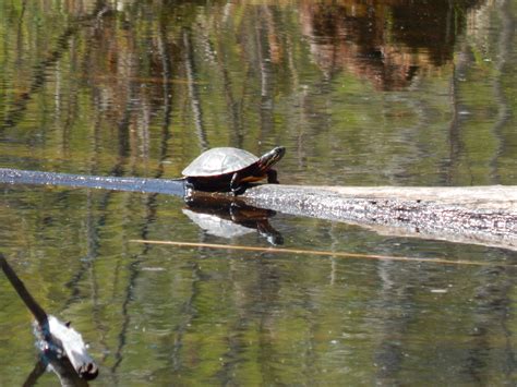 Puddle, Pond or Pool? Exploring Vernal Pools – Green Acorns