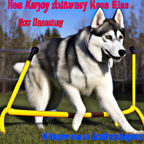 A Guide To Choosing The Right Husky Exercise Equipment Siberian Husky Paws