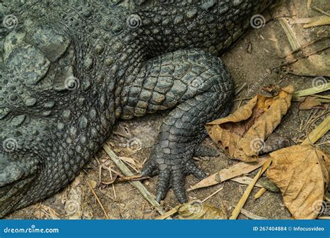 A Large Saltwater Crocodile At Borneo Stock Photo Image Of Crocodiles