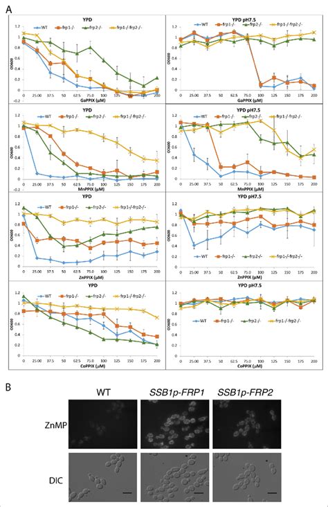 Frp1 And Frp2 Participate In The Uptake Of Heme Homologs A FRP1 And