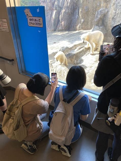 『7月初めの旭川、旭山動物園のホッキョクグマ ゆめちゃん は、ガラス越しにパータッチができちゃうくらいの芸達者だった！』旭川北海道の