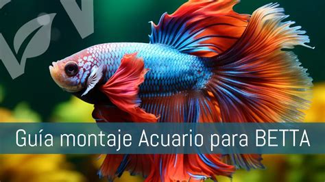 Guía para Montar el Acuario Ideal para Peces Betta Tienda NA