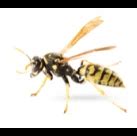 Wasp Control Services Get Rid Of Wasps Today