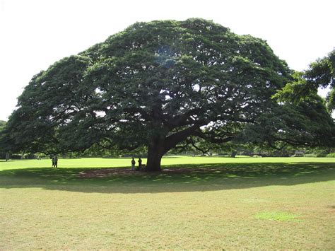 The Tallest Oldest Heaviest And Most Massive Trees