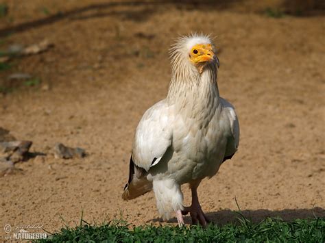 Egyptian Vulture Photos, Egyptian Vulture Images, Nature Wildlife Pictures | NaturePhoto