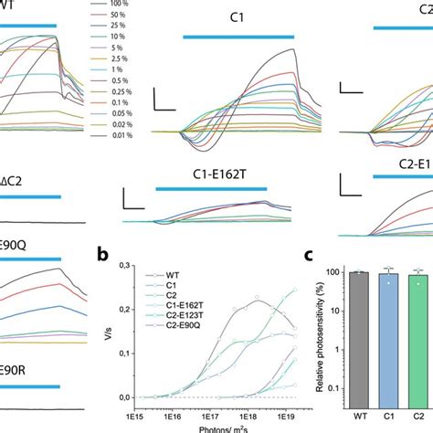 Phototactic Response Of Chlamydomonas Reinhardtii A Change Of