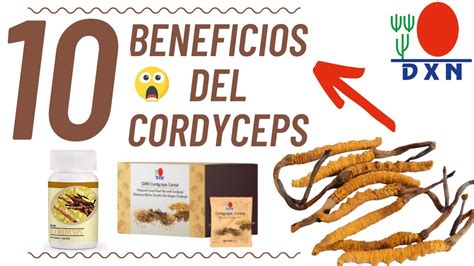 Descubre los increíbles beneficios del Cordyceps con DXN Los