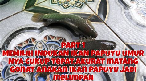 PART 1 PAMIJAHAN IKAN BETOK PAPUYU UMUR JANTAN 1 TAHUN UMUR BETINA 10