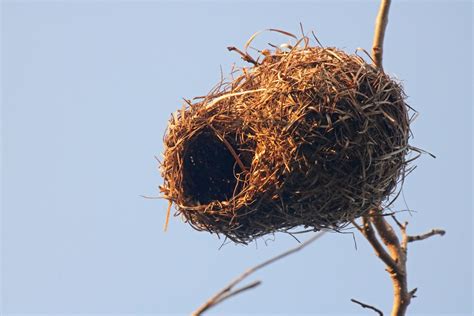 Weaver's Nest In Golden Light Free Stock Photo - Public Domain Pictures