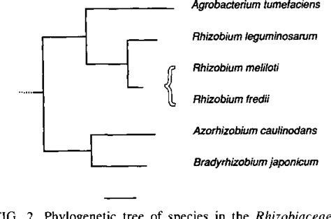 Figure 2 From Phylogeny Of Fast Growing Soybean Nodulating Rhizobia Support Synonymy Of