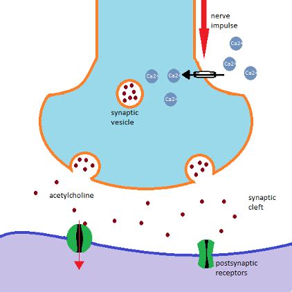 Neuromuscular Blocking Agents Mechanism Of Action