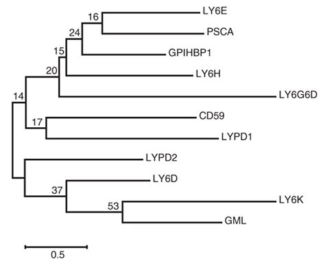 Viruses Free Full Text Emerging Role Of Ly6e In Virushost Interactions